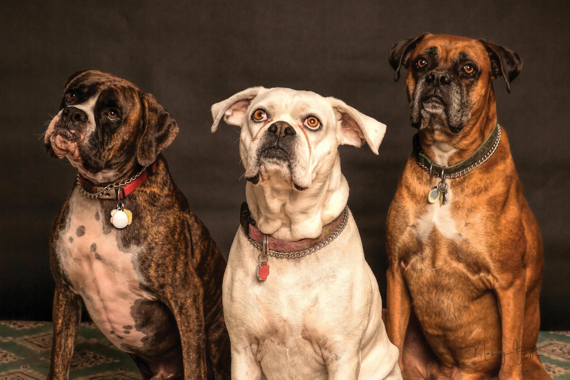 Dog Euthanasia Put Down Prices in Birmingham