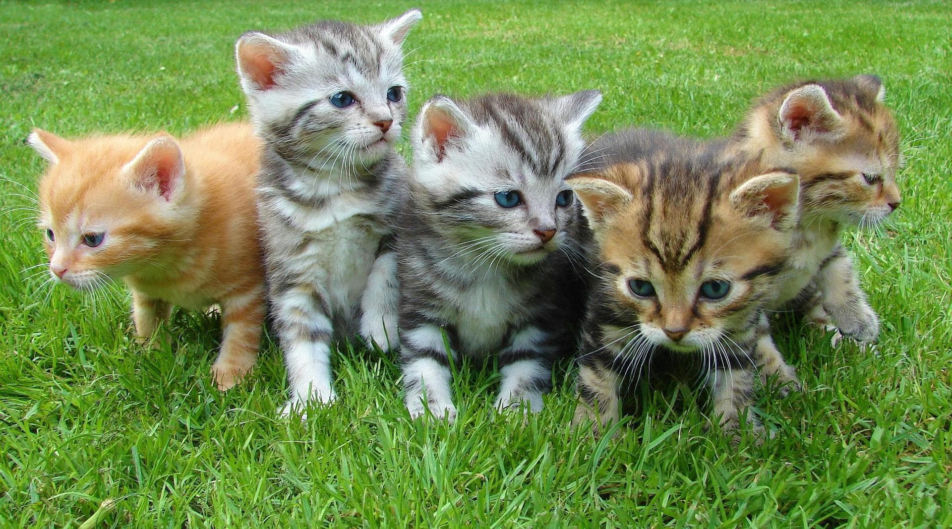 Cat Euthanasia Put Down Prices in Birmingham