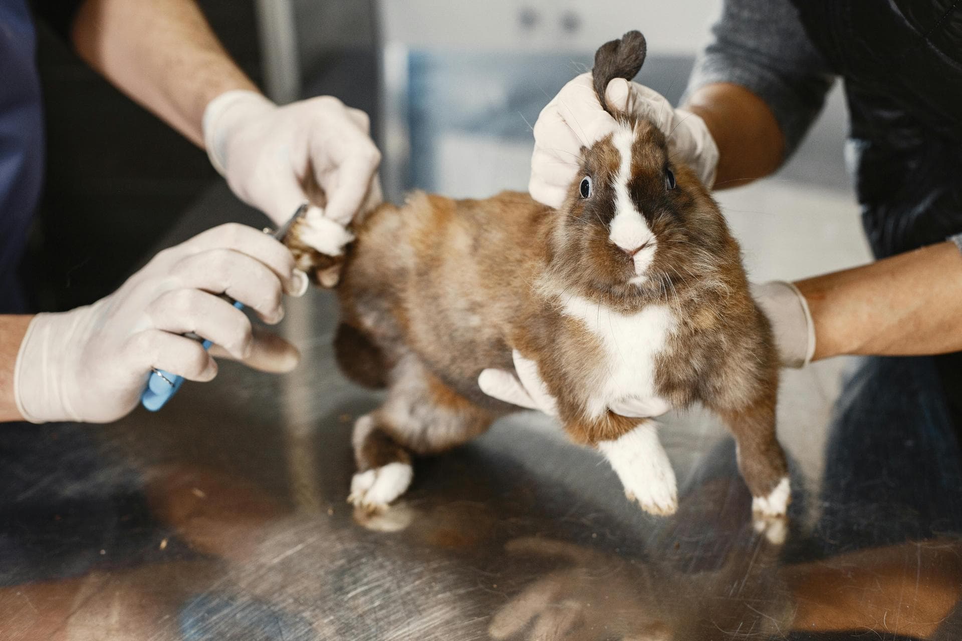 Annual Vaccination With Kennel Cough Prices in Birmingham