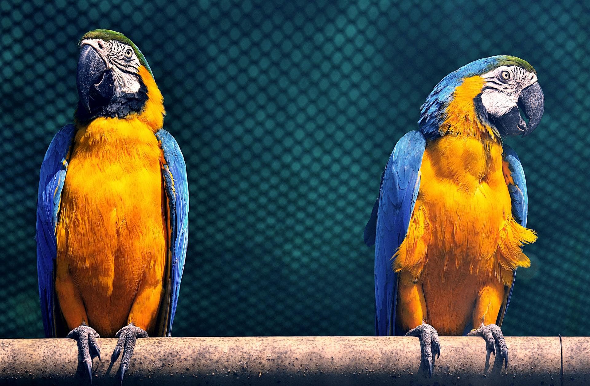 Two African parrots on branch
